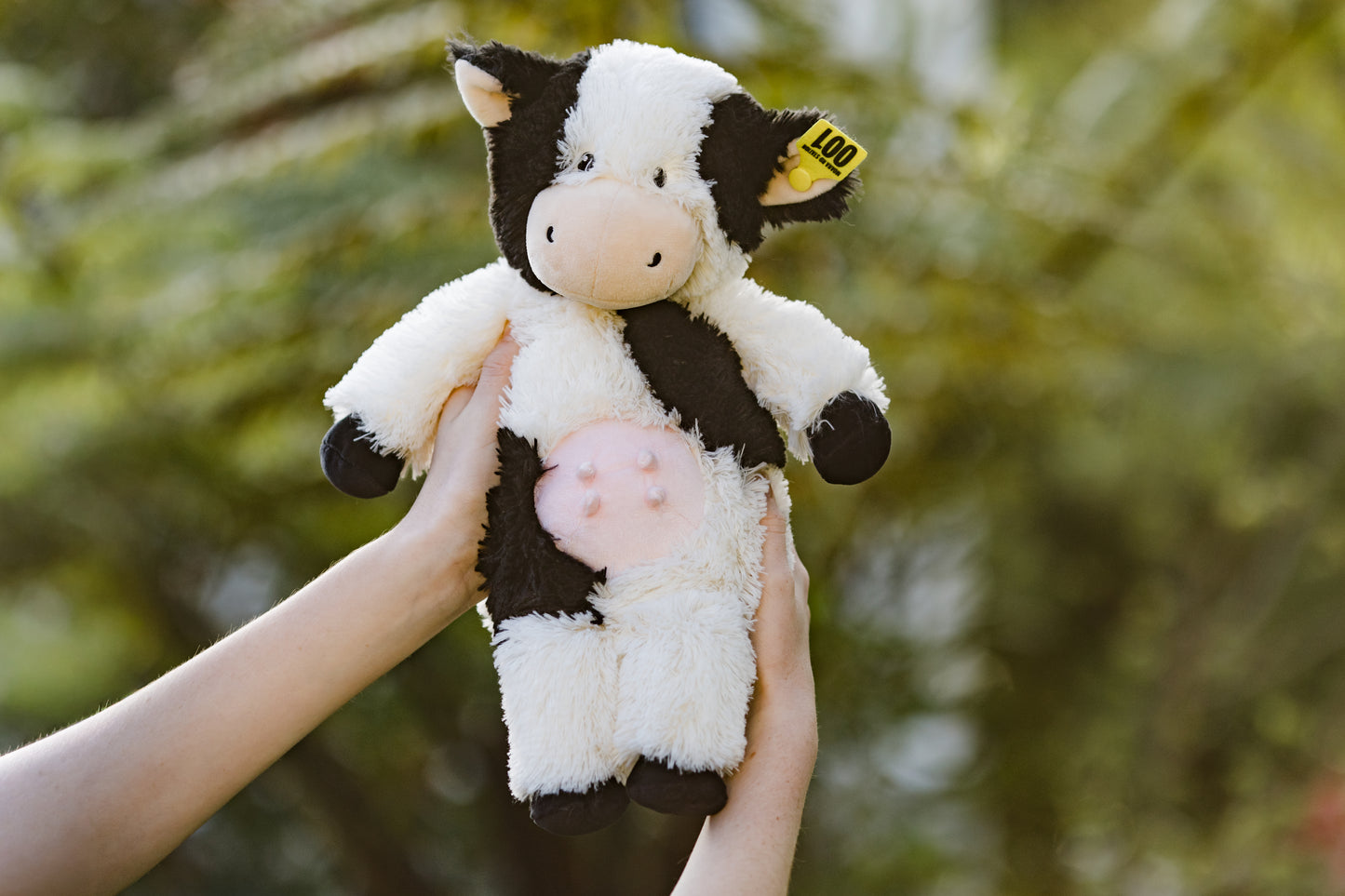 Daisy the Dairy Cow