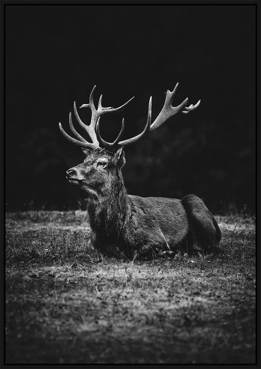 Majestic Stag Canvas